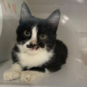 Domestic Short Hair Cats Available for Adoption - LIP | PetCurious