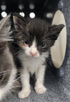 OPAL -  Domestic Medium Hair Cat for Adoption in Dallas, Texas - OPAL | PetCurious