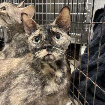 Octavia -  Domestic Medium Hair Cat for Adoption in Chattanooga, Tennessee - Octavia | PetCurious