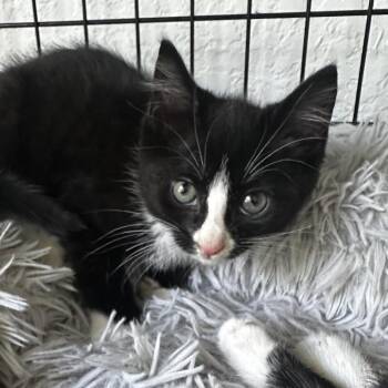 Domestic Short Hair Cats Available for Adoption in Quail Heights, Florida - Porridge | PetCurious