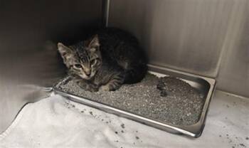 A175906 -  Domestic Short Hair Cat for Adoption in Santa Fe, New Mexico - A175906 | PetCurious