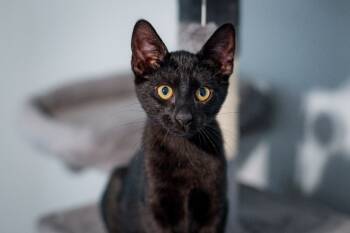 Rescue Domestic Short Hair Cats for Adoption in Hampton, Virginia - August | PetCurious