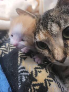 Tilly -  Domestic Short Hair Cat for Adoption in Belton, Missouri - Tilly | PetCurious