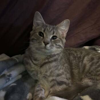 Mephala -  Domestic Short Hair Cat for Adoption in Inwood, West Virginia - Mephala | PetCurious