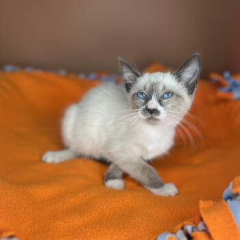Rescue Domestic Short Hair and Snowshoe Cats for Adoption in San Antonio, Texas - Si | PetCurious