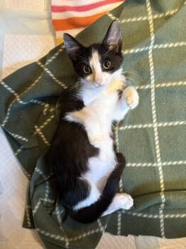 Rescue Domestic Short Hair Cats for Adoption in Richardson, Texas - Activiaaa | PetCurious