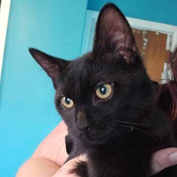 Rescue Domestic Short Hair Cats for Adoption in Medina, Ohio - Jinx | PetCurious