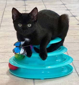 Greta -  Domestic Short Hair Cat for Adoption - Greta | PetCurious