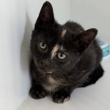 Rescue Domestic Short Hair Cats for Adoption in Long Beach, California - Muffin | PetCurious