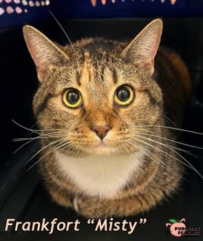 Frankfort “Misty” -  Domestic Short Hair Cat for Adoption in Douglasville, Georgia - Frankfort “Misty” | PetCurious