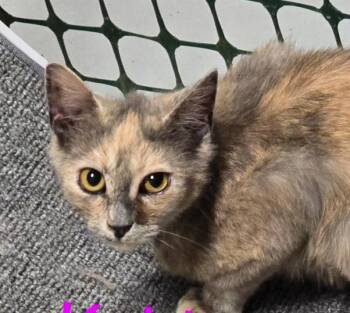 Dilute Tortoiseshell and Domestic Short Hair Cats Available for Adoption in Las Cruces, New Mexico - Kehlani | PetCurious
