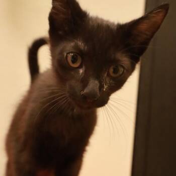 Cucumber -  Domestic Short Hair Cat for Adoption in Columbiana, Alabama - Cucumber | PetCurious