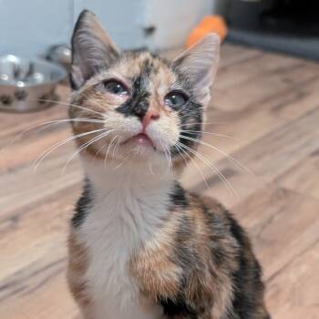 Rescue Domestic Short Hair Cats for Adoption in Watertown, New York - Doppler | PetCurious