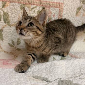 Catty Whompus -  Domestic Short Hair Cat for Adoption in Waterloo, Iowa - Catty Whompus | PetCurious