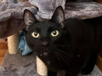 Rescue Domestic Short Hair Cats for Adoption in Portland, Oregon - Squash | PetCurious