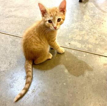 Rescue Domestic Short Hair Cats for Adoption in Effingham, Illinois - Tango | PetCurious