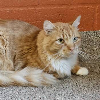 Sam (Bodey) -  Domestic Medium Hair Cat Available for Adoption in Sarasota, Florida - Sam (Bodey) | PetCurious