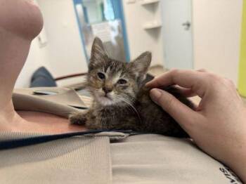 Love Train -  Domestic Short Hair Cat for Adoption in Daytona Beach, Florida - Love Train | PetCurious