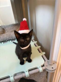 Tulsa -  American Shorthair Cat for Adoption in Bethel Park, Pennsylvania - Tulsa | PetCurious