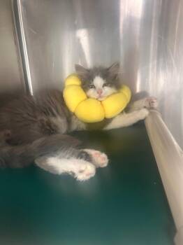 August -  Domestic Short Hair Cat for Adoption in New Cumberland, West Virginia - August | PetCurious