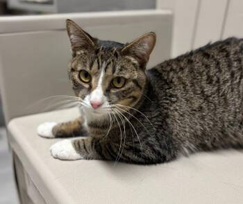 Domestic Short Hair Cats Available for Adoption in Sandusky, Ohio - POLY | PetCurious