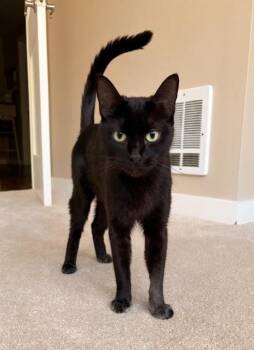 Domestic Short Hair Cats Available for Adoption in Seattle, Washington - Leanna | PetCurious