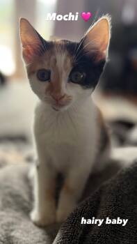 Mochi - Calico Cutie - CCC -  Calico and Domestic Short Hair Cat for Adoption in San Luis Obispo, California - Mochi - Calico Cutie - CCC | PetCurious