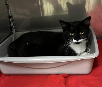 Stash -  Domestic Medium Hair Cat for Adoption in Sparta, North Carolina - Stash | PetCurious