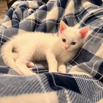 Marshmallow -  Domestic Short Hair Cat for Adoption in Trophy Club, Texas - Marshmallow | PetCurious