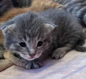 Dewdrop -  Domestic Short Hair Cat for Adoption in Mcpherson, Kansas - Dewdrop | PetCurious