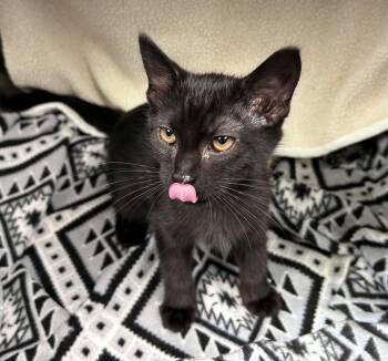Nightfall -  Domestic Short Hair Cat for Adoption in Edinburg, Virginia - Nightfall | PetCurious