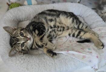 Tulip -  Domestic Short Hair Cat for Adoption in Kenhorst, Pennsylvania - Tulip | PetCurious
