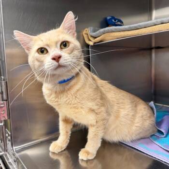 Garfield -  Domestic Medium Hair Cat for Adoption in Buffalo, New York - Garfield | PetCurious