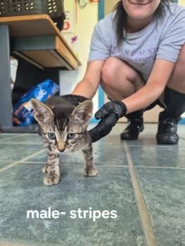 Stripes -  Domestic Short Hair Cat for Adoption in Shelby County, Texas - Stripes | PetCurious