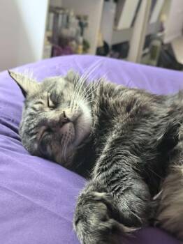 Hazel -  Maine Coon Cat for Adoption in Largo, Florida - Hazel | PetCurious