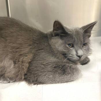 Watson -  Domestic Short Hair Cat for Adoption in East Hampton, New York - Watson | PetCurious