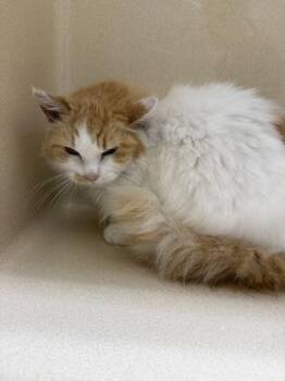 Kitty -  Domestic Medium Hair and Domestic Short Hair Cat for Adoption in Pequot Lakes, Minnesota - Kitty | PetCurious