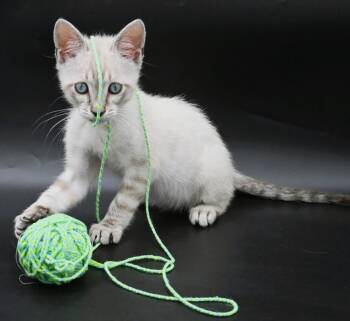 Samuel -  Domestic Short Hair and Siamese Cat for Adoption in Elmsford, New York - Samuel | PetCurious