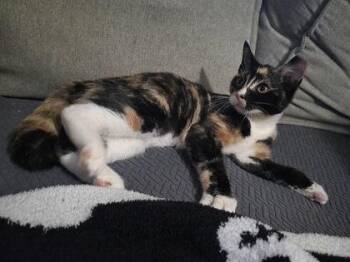 Dauber -  Domestic Short Hair Cat for Adoption in Berwick, Pennsylvania - Dauber | PetCurious