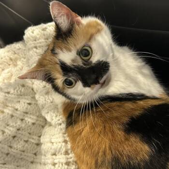 Domestic Short Hair Cats Available for Adoption in Newark, New Jersey - Erica AKA Shampoo | PetCurious