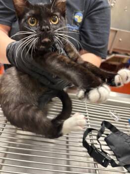 Domestic Short Hair Cats Available for Adoption in Douglasville, Georgia - Helena | PetCurious