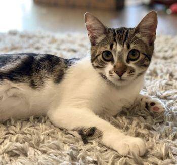 Domestic Short Hair Cats Available for Adoption in Davis, California - Parker (Jeffy) | PetCurious