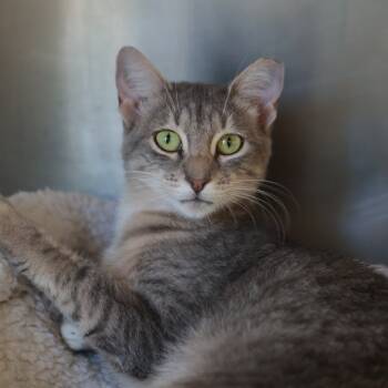 Rescue Domestic Short Hair Cats for Adoption in Goleta, California - Minnie | PetCurious