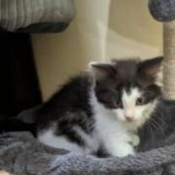 Tetris -  Domestic Medium Hair Cat Available for Adoption in Cape Saint Claire, Maryland - Tetris | PetCurious
