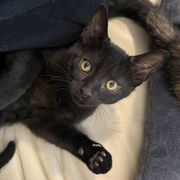 Edgelord -  Domestic Short Hair Cat for Adoption in Houston, Texas - Edgelord | PetCurious