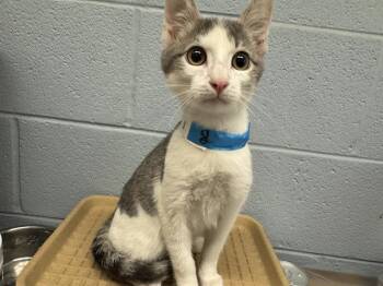 ERIC -  Domestic Short Hair Cat for Adoption in Grand Prairie, Texas - ERIC | PetCurious