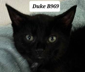 Duke -  Domestic Medium Hair Cat for Adoption in Morganton, North Carolina - Duke | PetCurious