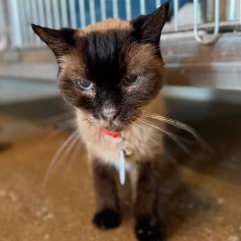 Scarlett -  Domestic Short Hair Cat for Adoption in Ramona, California - Scarlett | PetCurious