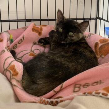 Rescue Domestic Short Hair Cats for Adoption in Kanab, Utah - Sarabi | PetCurious