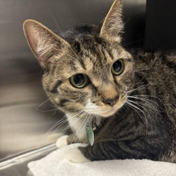 Domestic Short Hair Cats Available for Adoption in Morganton, North Carolina - Hogan | PetCurious